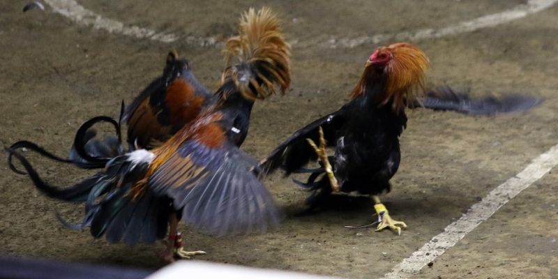 Lý do người chơi nên chọn sảnh Digmaan