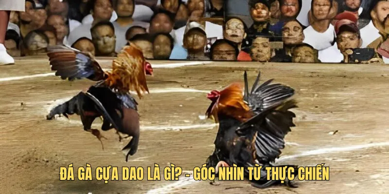 Đá gà cựa dao là gì? – góc nhìn từ thực chiến