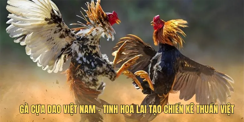 Gà cựa dao việt nam – tinh hoa lai tạo chiến kê thuần việt
