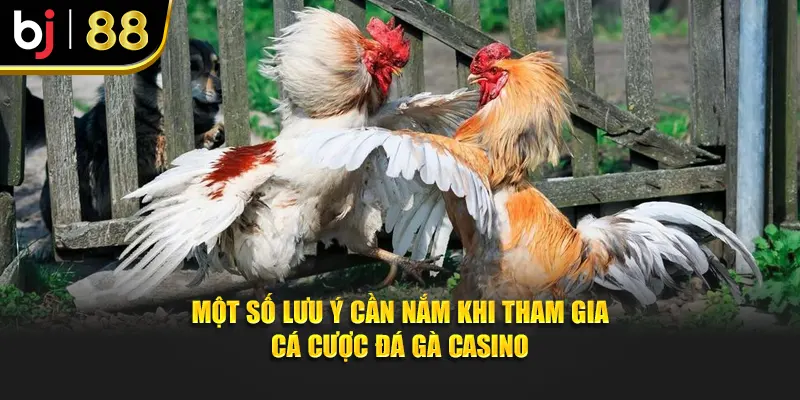 Một số lưu ý cần nắm khi tham gia cá cược đá gà casino