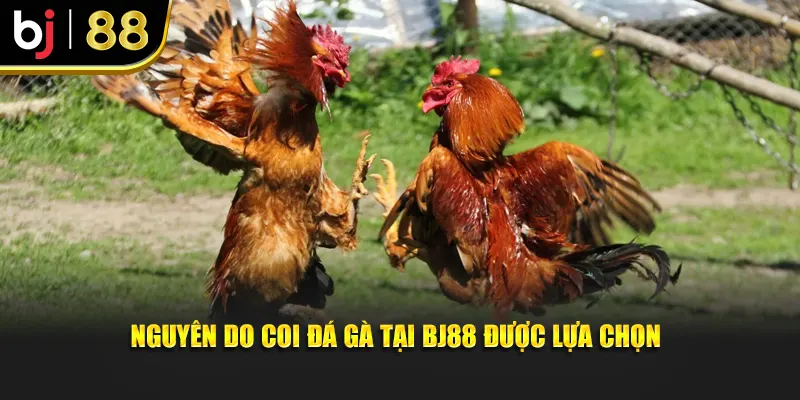 Nguyên do coi đá gà tại BJ88 được lựa chọn