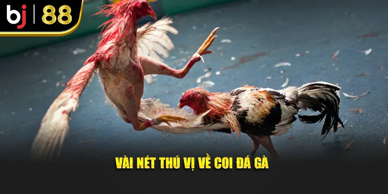 Vài nét thú vị về coi đá gà