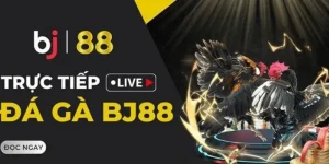 Đá Gà BJ88 - Trải Nghiệm Cược Gà Cựa Sắt Trực Tuyến Đỉnh Cao, An Toàn, Minh Bạch